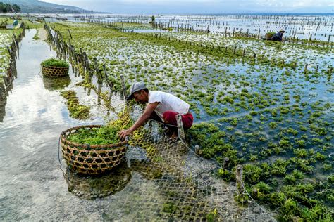 Santa Cruz Magic Seaweed: An Essential Component of a Plant-Based Diet